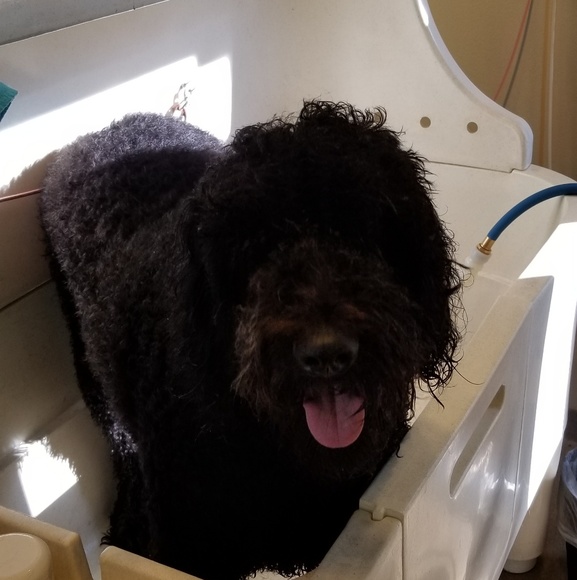 Meet your Posher, Michael - Picture 1 of 1